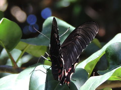 Heraclides rogeri pharnaces