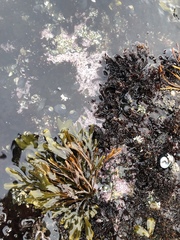 Chamberlainium tumidum