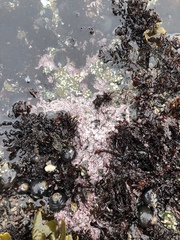 Chamberlainium tumidum