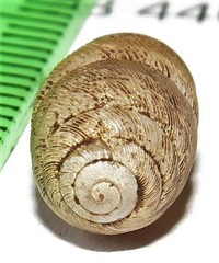 Gulella albersi