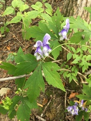 Aconitum axilliflorum