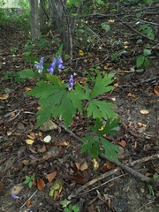 Aconitum axilliflorum