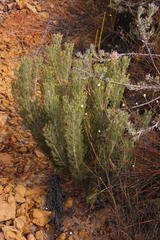 Paranomus bracteolaris