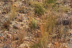 Paranomus bracteolaris