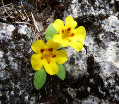 Erythranthe norrisii