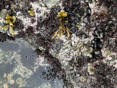 Chamberlainium tumidum