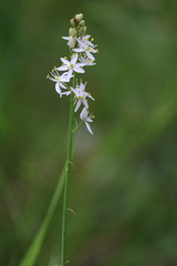 Camassia angusta