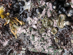 Chamberlainium tumidum