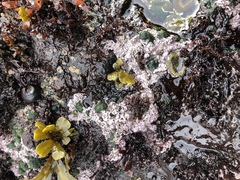 Chamberlainium tumidum