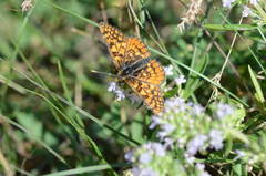 Euphydryas asiatica