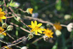 Wedelia acapulcensis