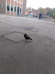 Corvus corone