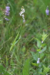 Camassia angusta