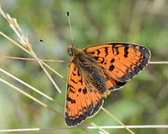 Melitaea ala