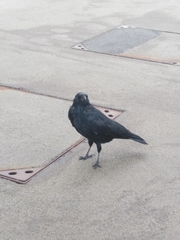 Corvus corone