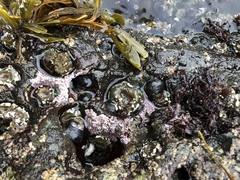 Chamberlainium tumidum