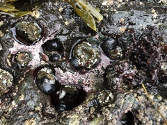 Chamberlainium tumidum