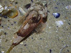 Maxillicosta scabriceps