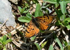 Melitaea athene