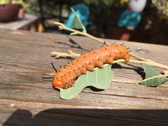 Anisota oslari