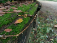 Brachydiplax farinosa