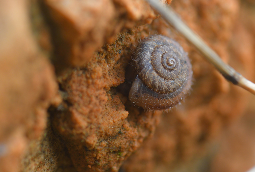 European Snail
