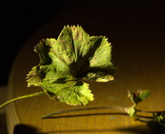 Alchemilla propinqua