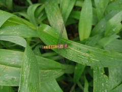 Brachydiplax farinosa