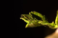 Alchemilla propinqua