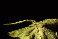 Alchemilla propinqua