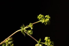 Alchemilla propinqua