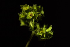 Alchemilla propinqua