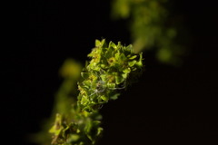 Alchemilla propinqua