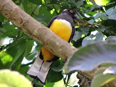 Trogon citreolus