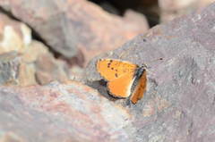 Melitaea fergana