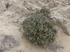Polyachyrus fuscus