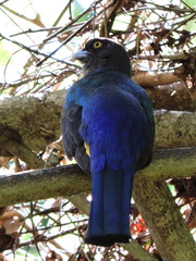 Trogon citreolus