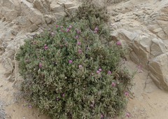 Polyachyrus fuscus