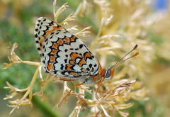 Melitaea minerva