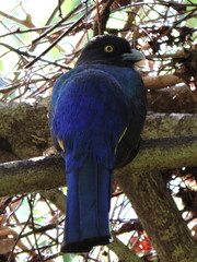 Trogon citreolus