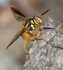 Spilomyia texana