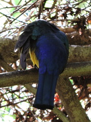 Trogon citreolus