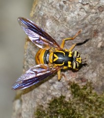 Spilomyia texana