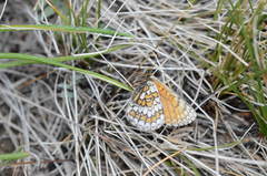 Melitaea solona