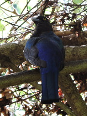 Trogon citreolus