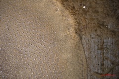 Cryptosula pallasiana