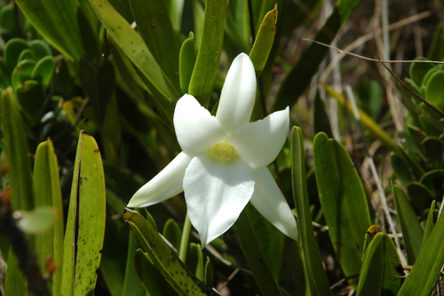 Angraecum sororium image