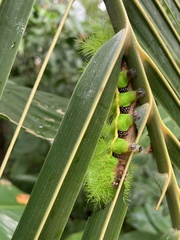 Automeris belti