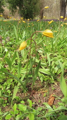 Tulipa sylvestris biebersteiniana