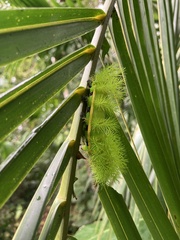 Automeris belti